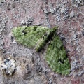 v-pug (Chloroclystis v-ata) Kenneth Noble